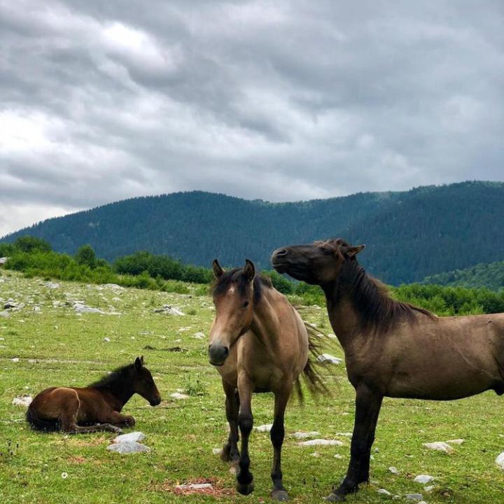 Photo of Others in Mazeri