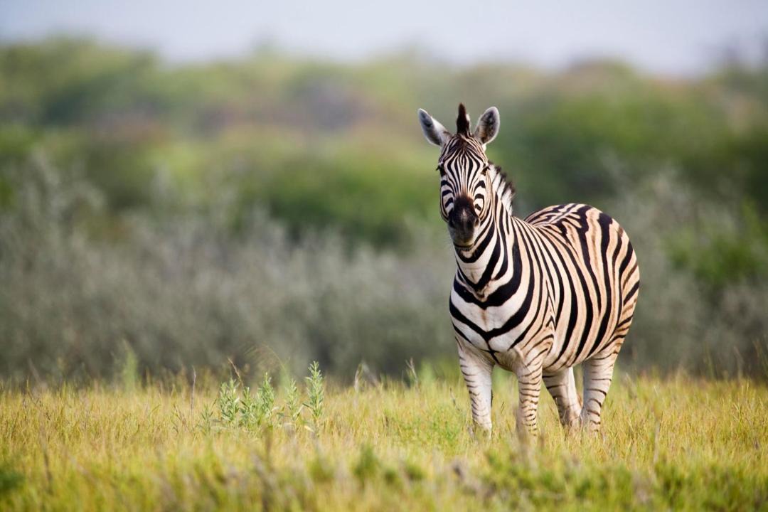 Photo of Others in Tsumeb