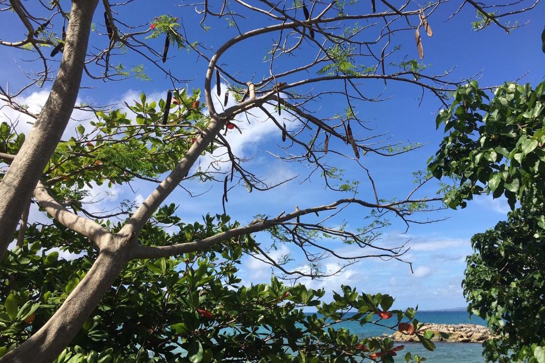 Photo of Outdoor in Pointe de la verdure