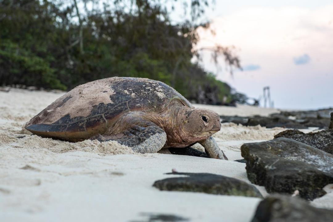 Photo of Others in Heron Island