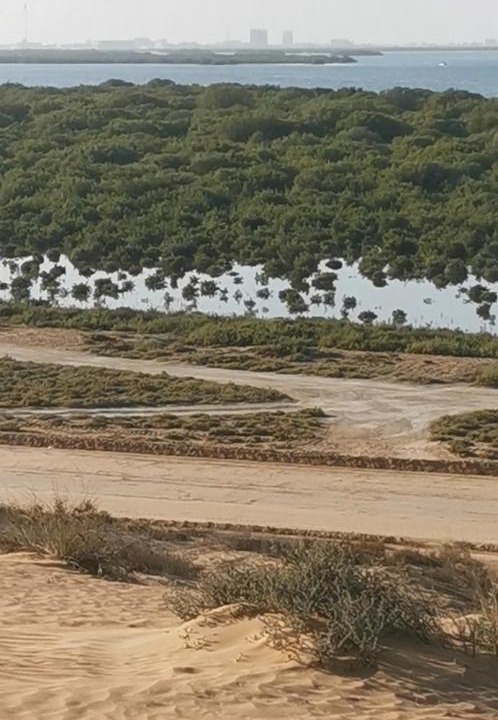 Photo of Others in Umm al Quwain