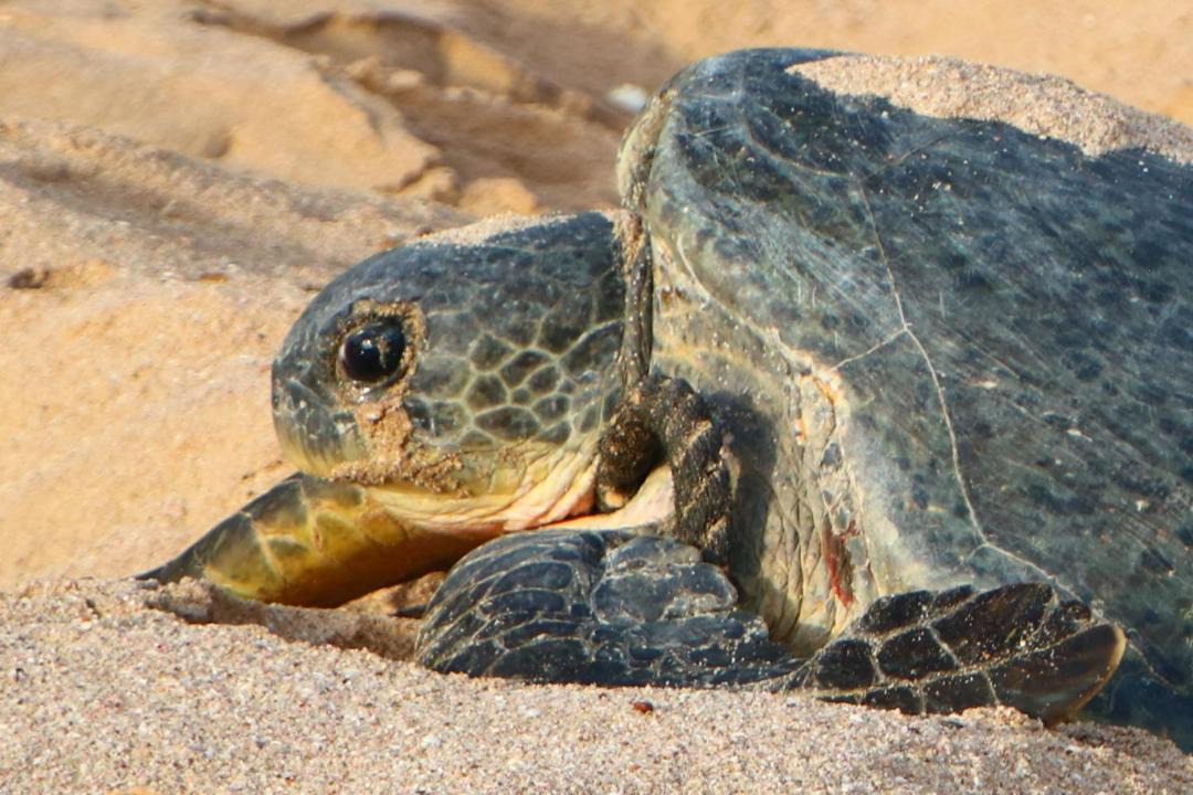 Photo of Others in Al Hadd