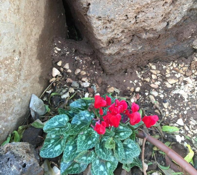 Photo of Others in El-Rum