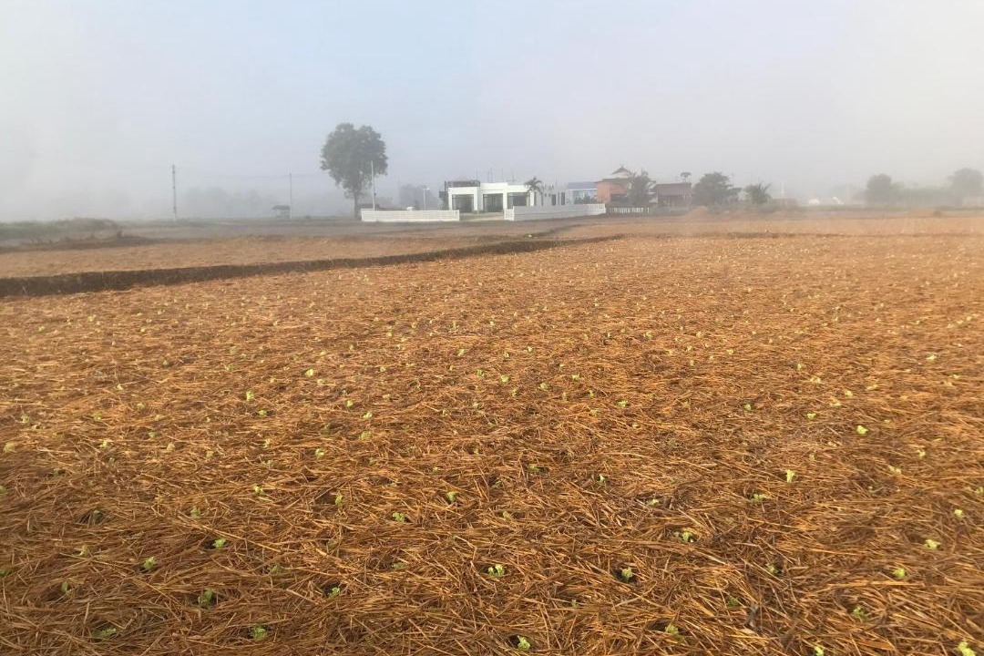 Photo of Outdoor in Pua