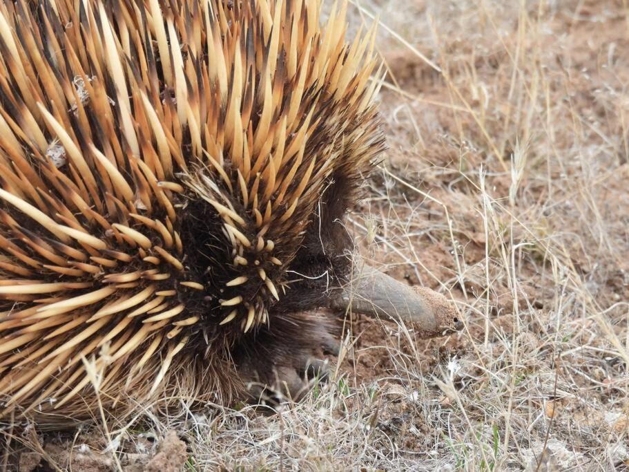 Photo of Others in Seddon