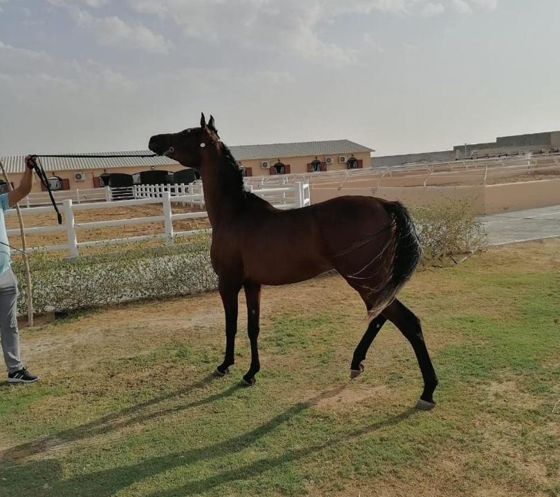 Photo of Others in Al Wathba