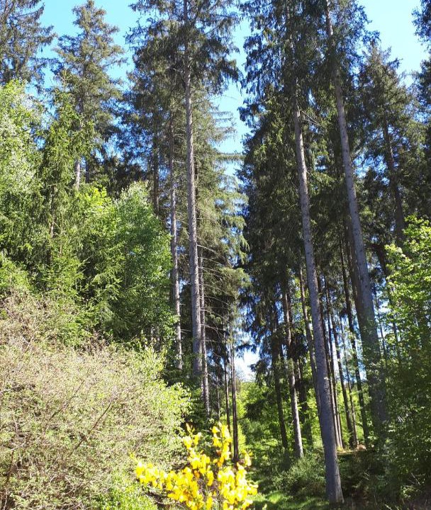 Photo of Outdoor in Bettenfeld