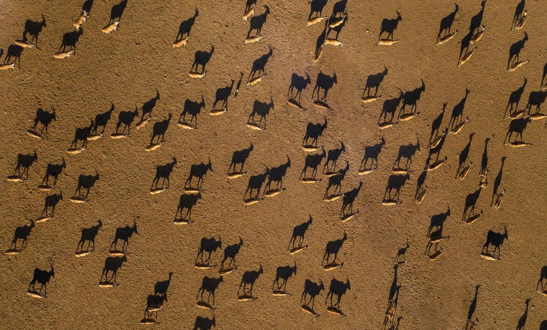 Photo of Human In Picture in Sir Bani Yas Island