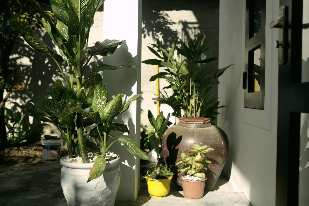 Photo of Others in Thuy Xuan