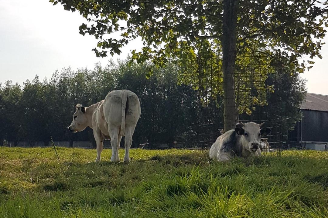 Photo of Others in Municipality of Pijnacker-Nootdorp