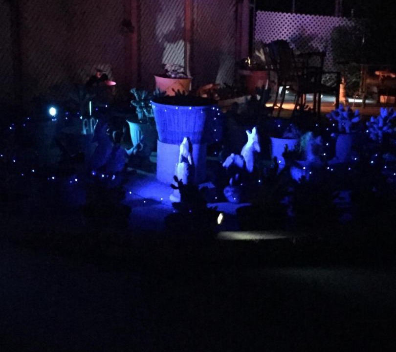 Photo of Others in Joshua Tree