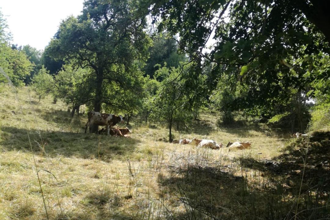 Photo of Outdoor in Donawitz