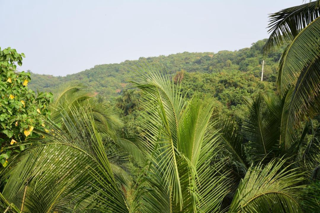 Photo of Outdoor in Mandrem