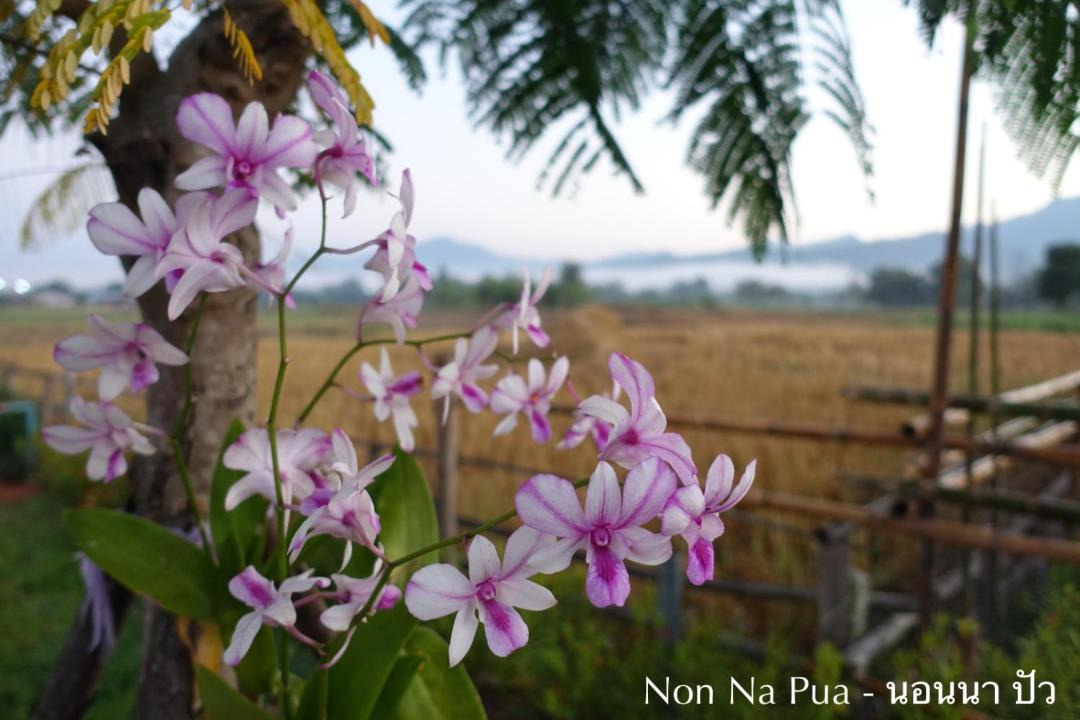 Photo of Others in Pua