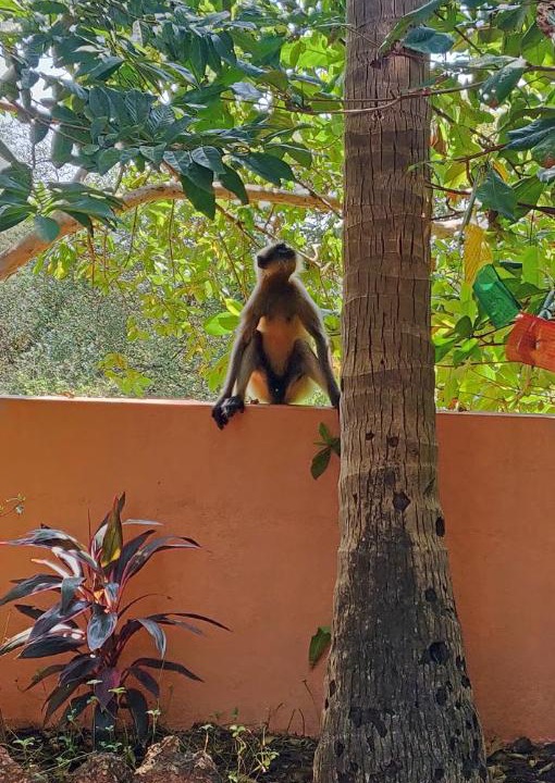 Photo of Others in Anjuna