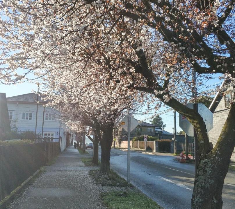 Photo of Buildings in Puerto Varas