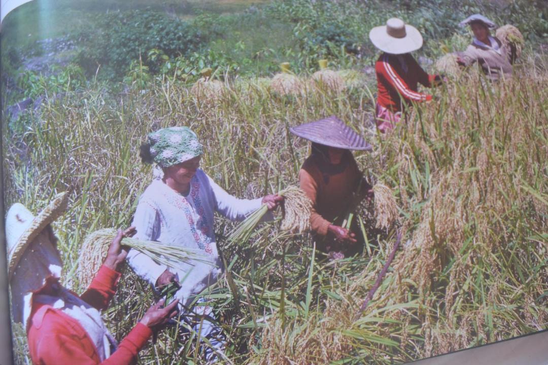 Photo of Others in Banaue