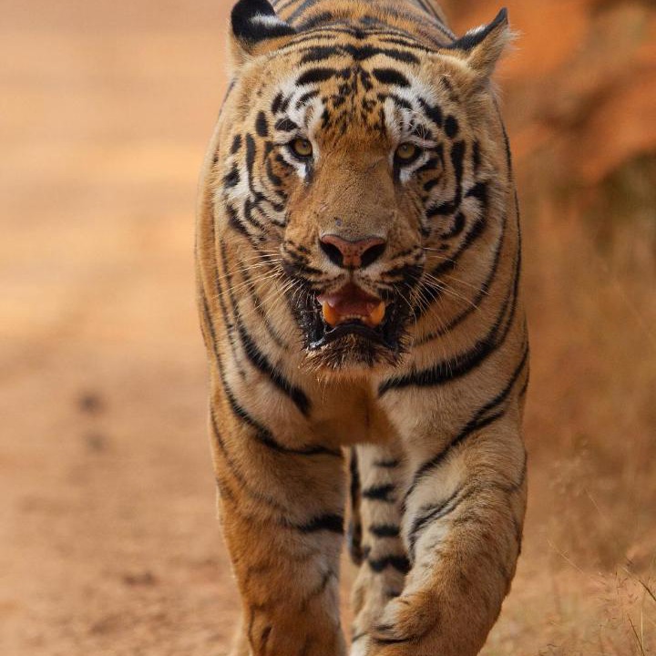 Photo of Others in Chandrapur