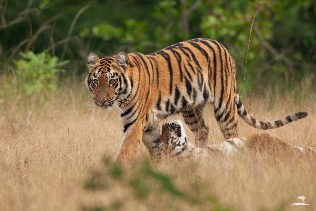Photo of Others in Chandrapur