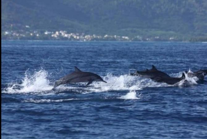 Photo of Others in Le Morne Brabant