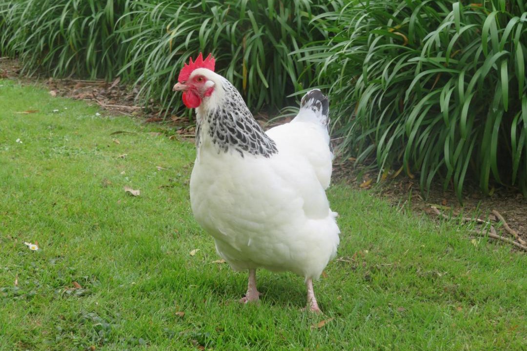Photo of Others in Matamata