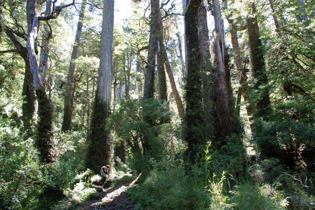 Photo of Others in Hornopiren National Park