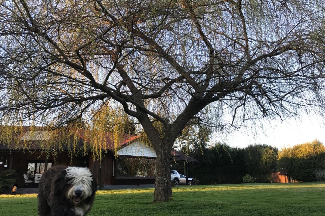 Photo of Others in Osorno
