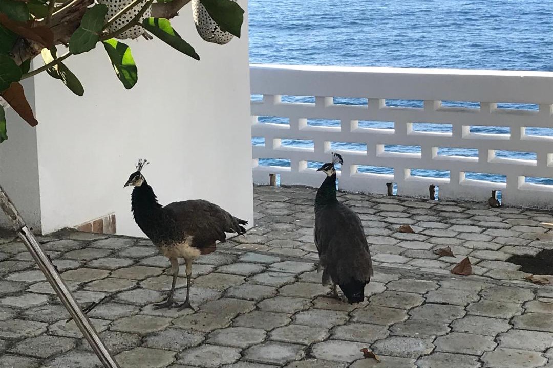Photo of Others in Jacmel