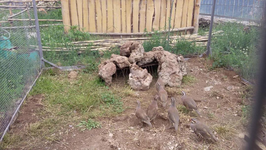 Photo of Others in Halidzor